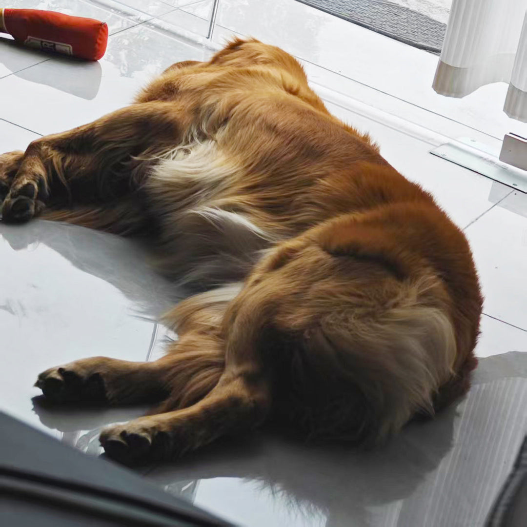 Why Do Dogs Prefer Sleeping on the Floor Instead of Their Own Bed?