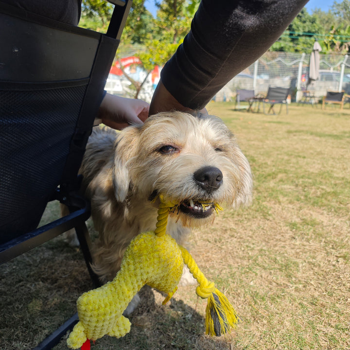 3 pcs plush dog toy with squeaker Chicken shape with Rope Toy for pets chewing