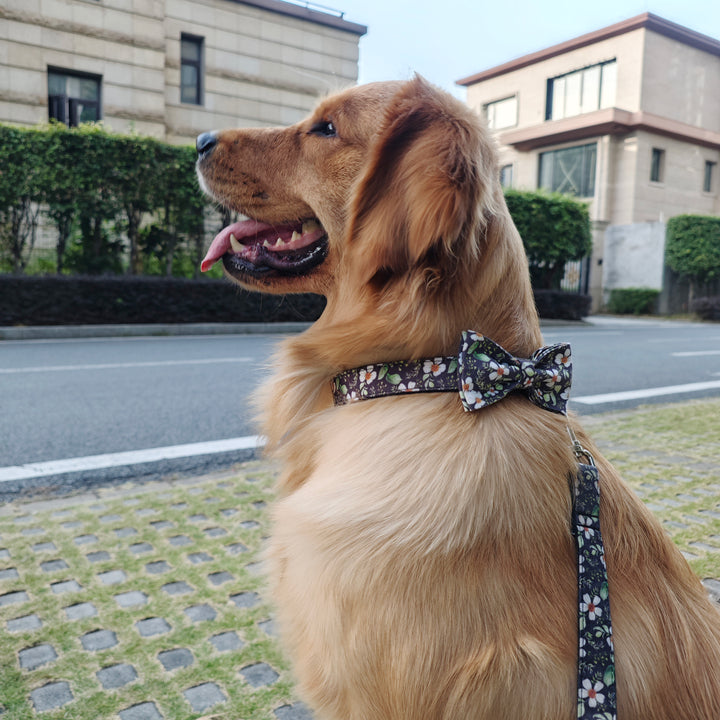 Dog collar and leash sets with bow tie with dog tag strong gold buckle black chrysanthemum